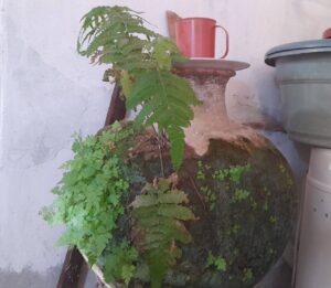 FB_IMG_1764253185774